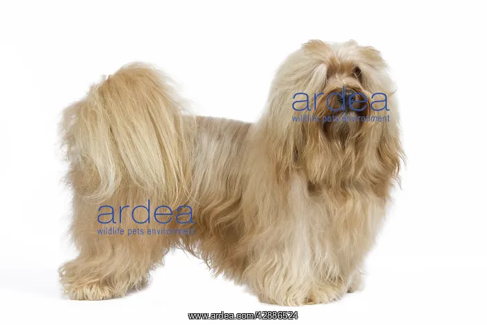  : Dog - Bichon Havanais  /  Havanese in studio