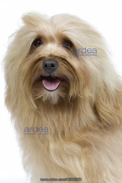  : Dog - Bichon Havanais  /  Havanese in studio