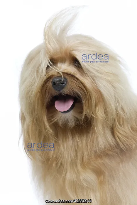 : Dog - Bichon Havanais / Havanese in studio : Dog - Bichon Havanais / Havanese in studio