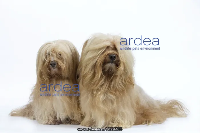  : Dog - Bichon Havanais  /  Havanese in studio