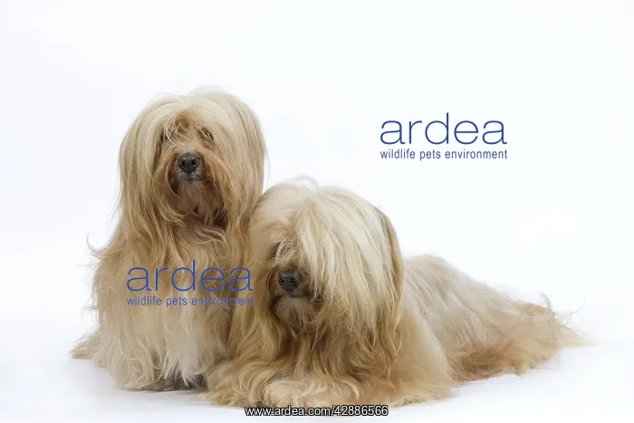  : Dog - Bichon Havanais  /  Havanese in studio