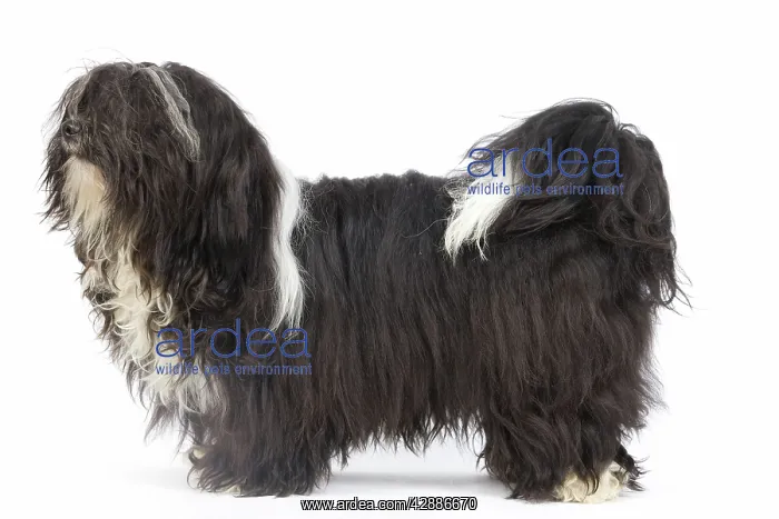  : Dog - Bichon Havanais  /  Havanese in studio