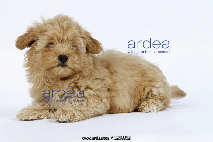  : Dog - Bichon Havanais  /  Havanese in studio