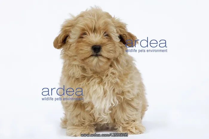  : Dog - Bichon Havanais  /  Havanese in studio