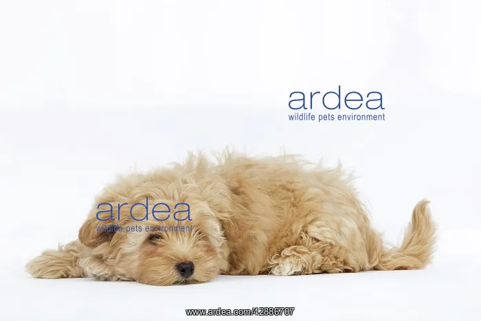  : Dog - Bichon Havanais  /  Havanese in studio