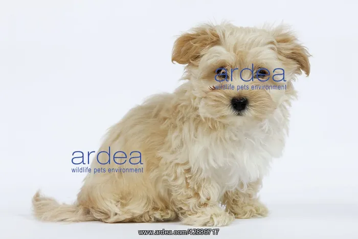  : Dog - Bichon Havanais  /  Havanese in studio