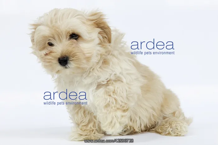 : Dog - Bichon Havanais / Havanese in studio - with : Dog - Bichon Havanais / Havanese in studio - with