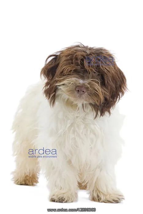  : Dog - Bichon Havanais  /  Havanese in studio