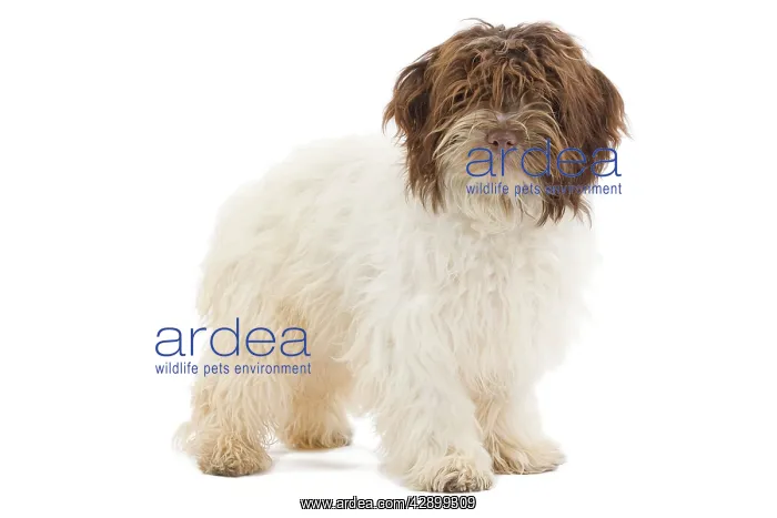  : Dog - Bichon Havanais  /  Havanese in studio