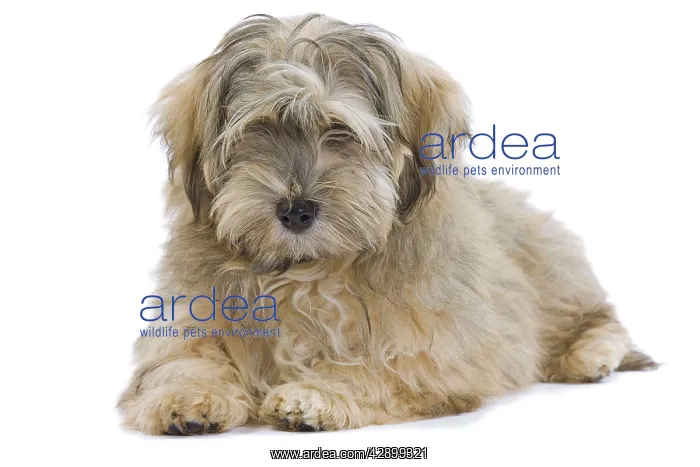  : Dog - Bichon Havanais  /  Havanese in studio