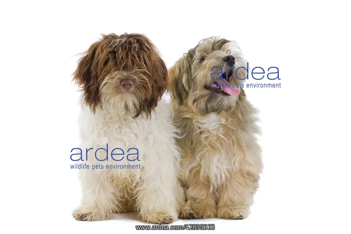  : Dog - Bichon Havanais  /  Havanese in studio