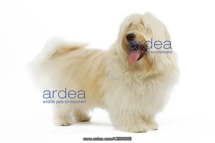  : Dog - Bichon Havanais  /  Havanese in studio