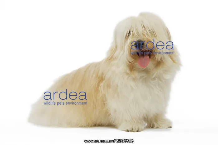  : Dog - Bichon Havanais  /  Havanese in studio