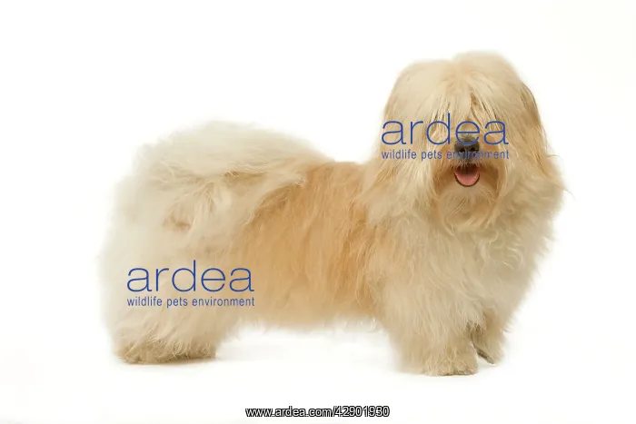 : Dog - Bichon Havanais / Havanese - in studio : Dog - Bichon Havanais / Havanese - in studio