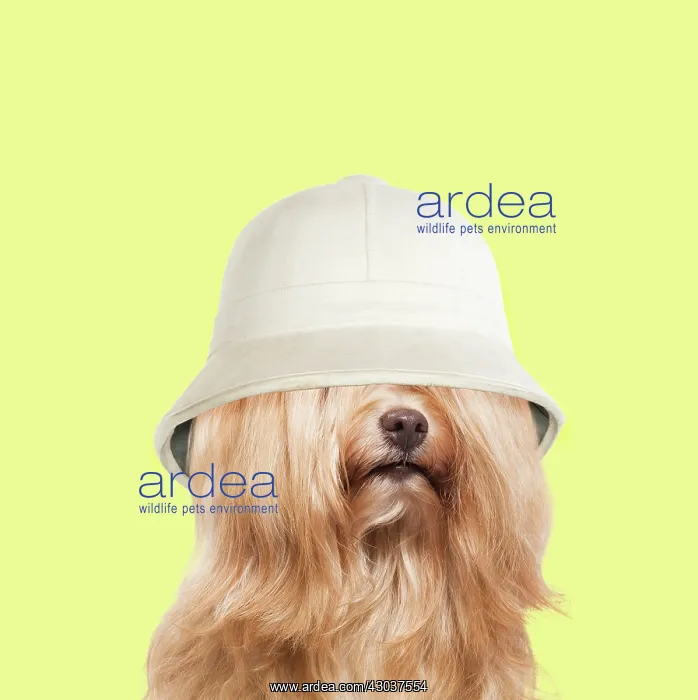 : Dog - Bichon Havanais / Havanese wearing pith hat : Dog - Bichon Havanais / Havanese wearing pith hat