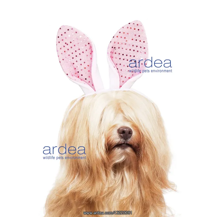 : Dog - Bichon Havanais wearing Estaer bunny / rabbit ears : Dog - Bichon Havanais wearing Estaer bunny / rabbit ears