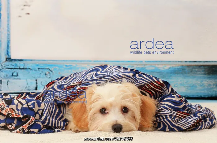  : Dog Bichon Havanese