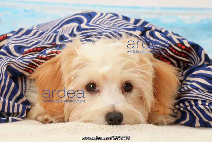  : Dog Bichon Havanese