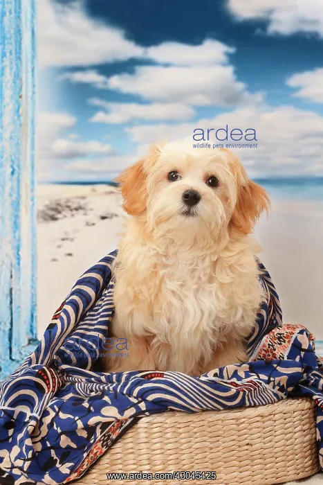  : Dog Bichon Havanese