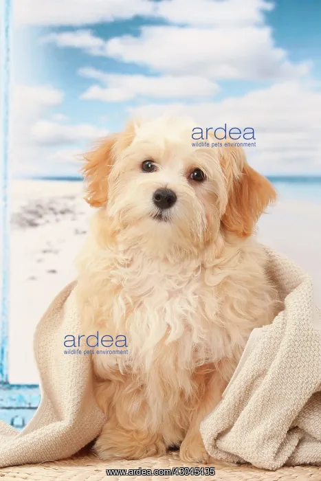  : Dog Bichon Havanese