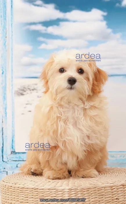  : Dog Bichon Havanese