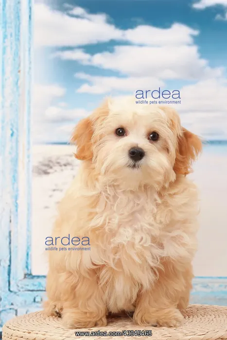  : Dog Bichon Havanese