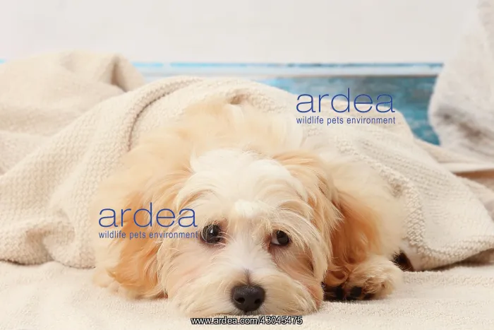  : Dog Bichon Havanese