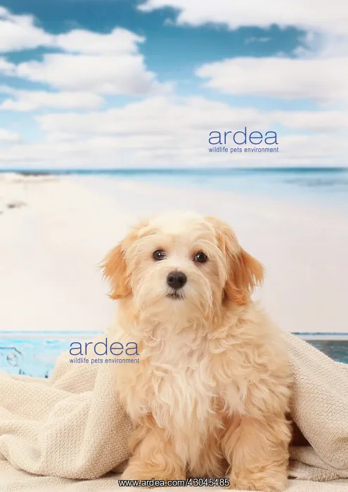  : Dog Bichon Havanese