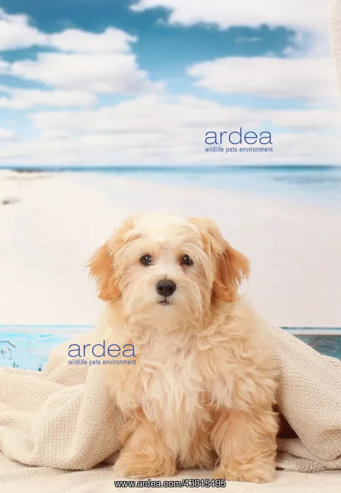  : Dog Bichon Havanese