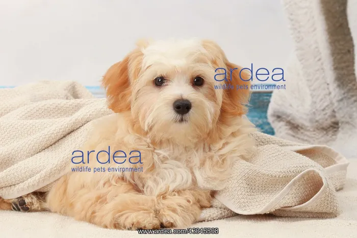  : Dog Bichon Havanese