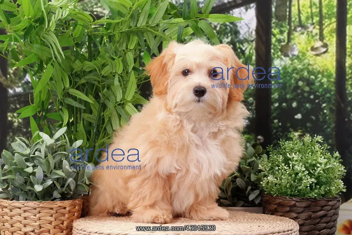  : Dog Bichon Havanese