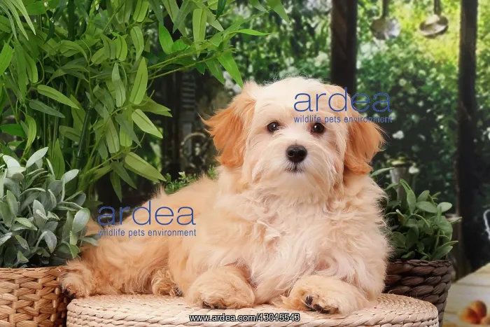  : Dog Bichon Havanese
