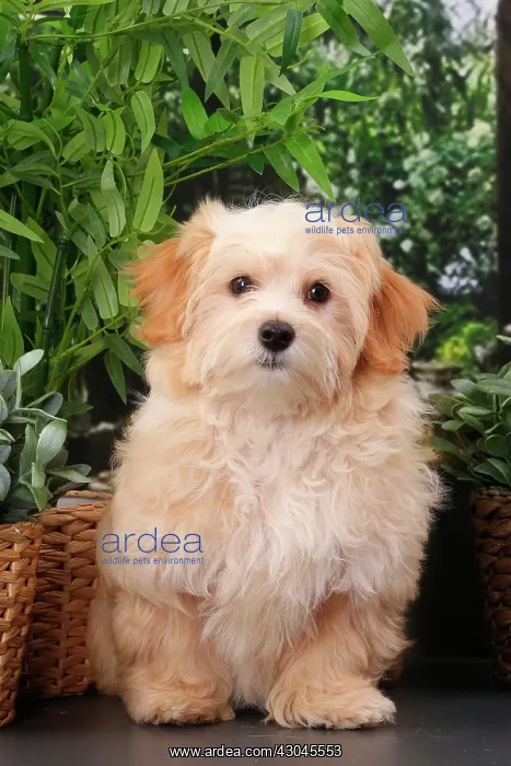  : Dog Bichon Havanese