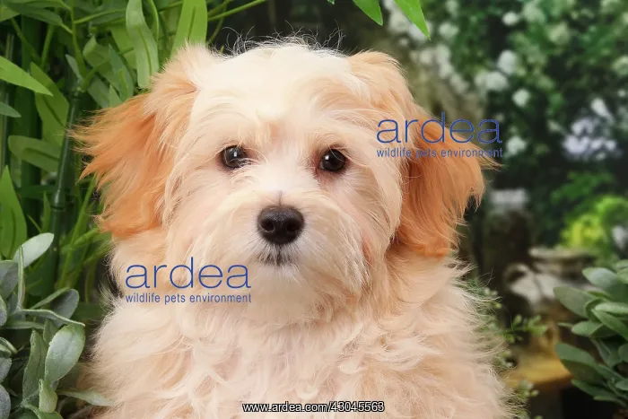  : Dog Bichon Havanese