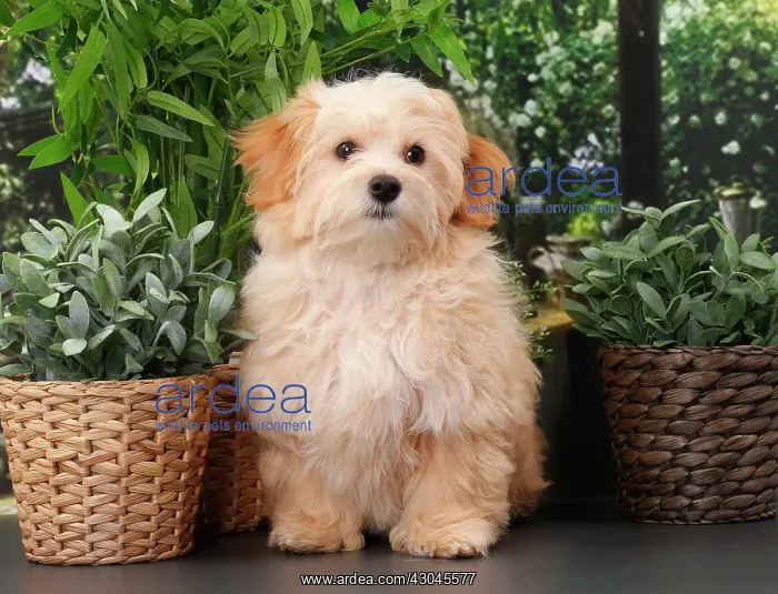  : Dog Bichon Havanese