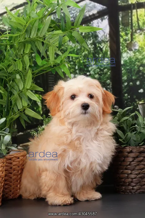  : Dog Bichon Havanese