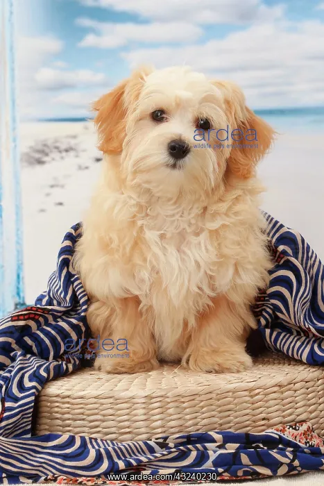  : Dog Bichon Havanese