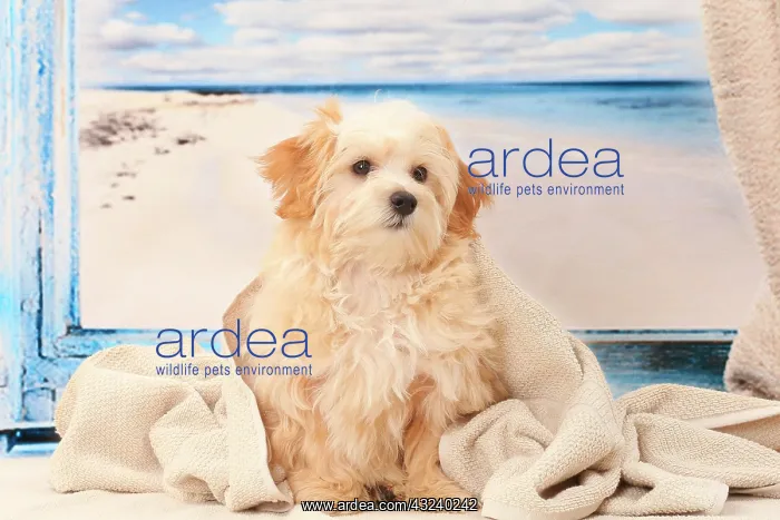  : Dog Bichon Havanese