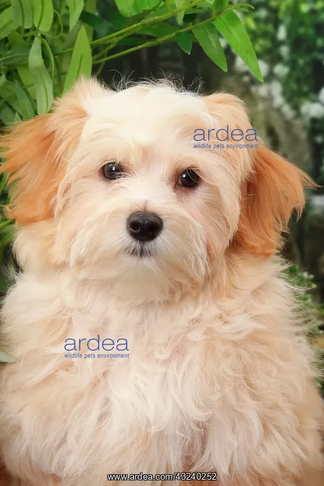  : Dog Bichon Havanese