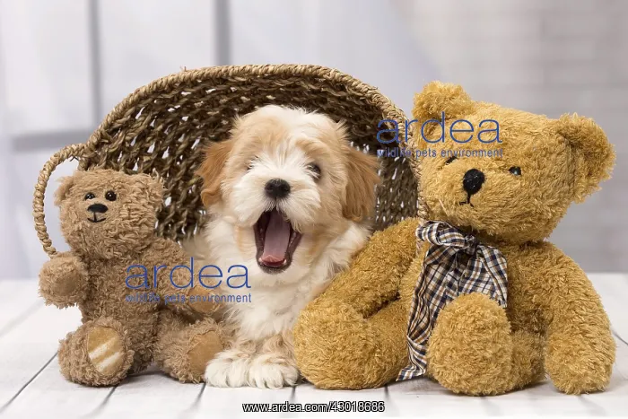  : Dog Bichon Havanese 8 week old puppy