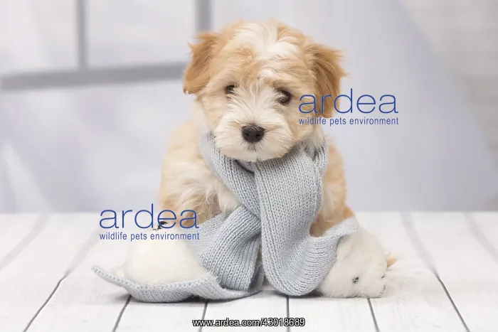  : Dog Bichon Havanese 8 week old puppy
