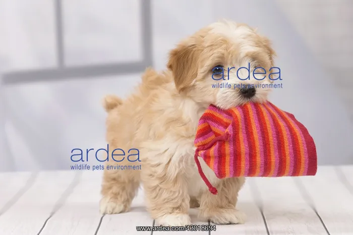  : Dog Bichon Havanese 8 week old puppy