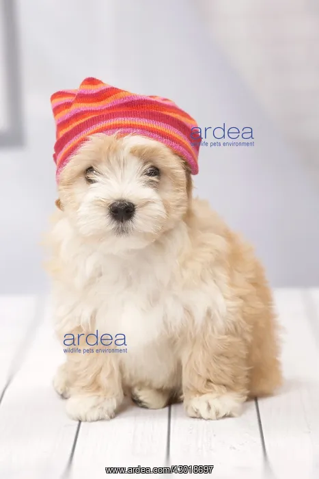  : Dog Bichon Havanese 8 week old puppy