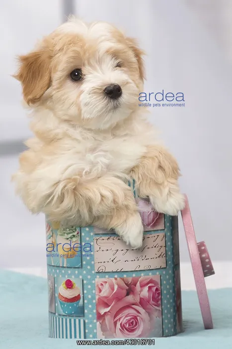  : Dog Bichon Havanese 8 week old puppy