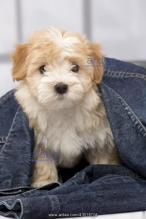  : Dog Bichon Havanese 8 week old puppy