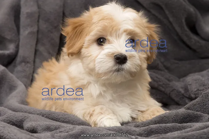  : Dog Bichon Havanese 8 week old puppy
