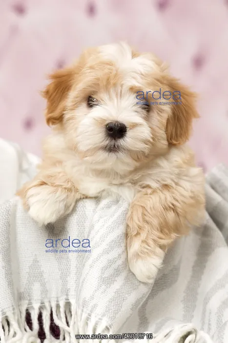  : Dog Bichon Havanese 8 week old puppy