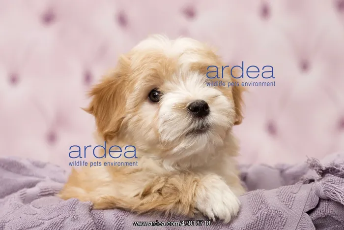  : Dog Bichon Havanese 8 week old puppy