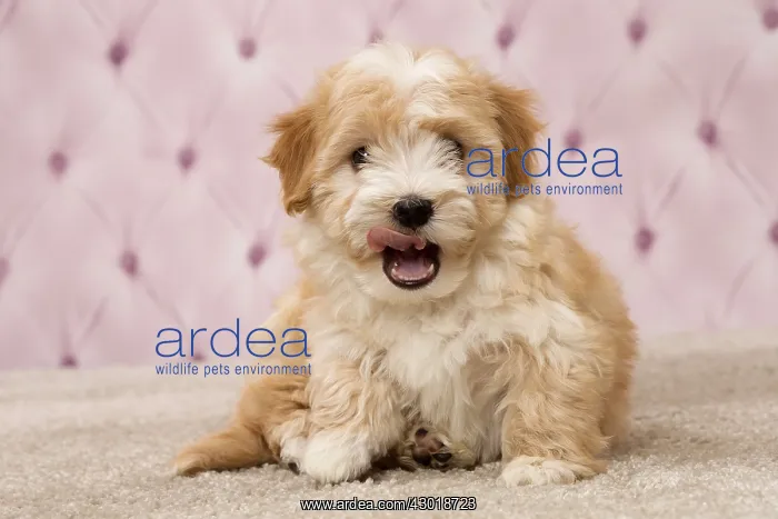  : Dog Bichon Havanese 8 week old puppy