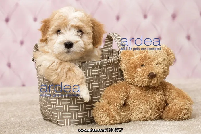  : Dog Bichon Havanese 8 week old puppy